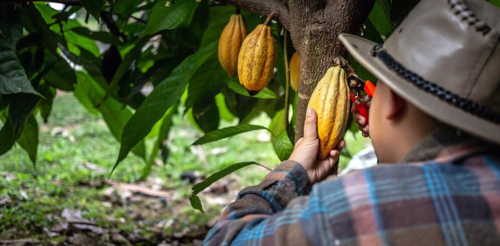 agricultores de cacau enfrentam desafios 